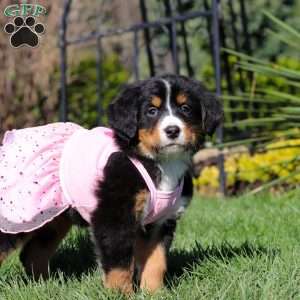 Jewel, Bernese Mountain Dog Puppy